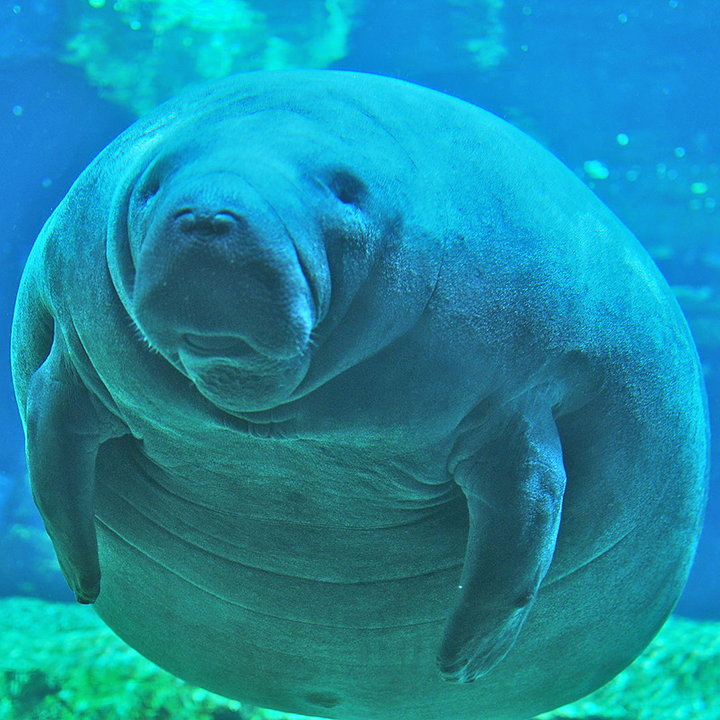 manatee