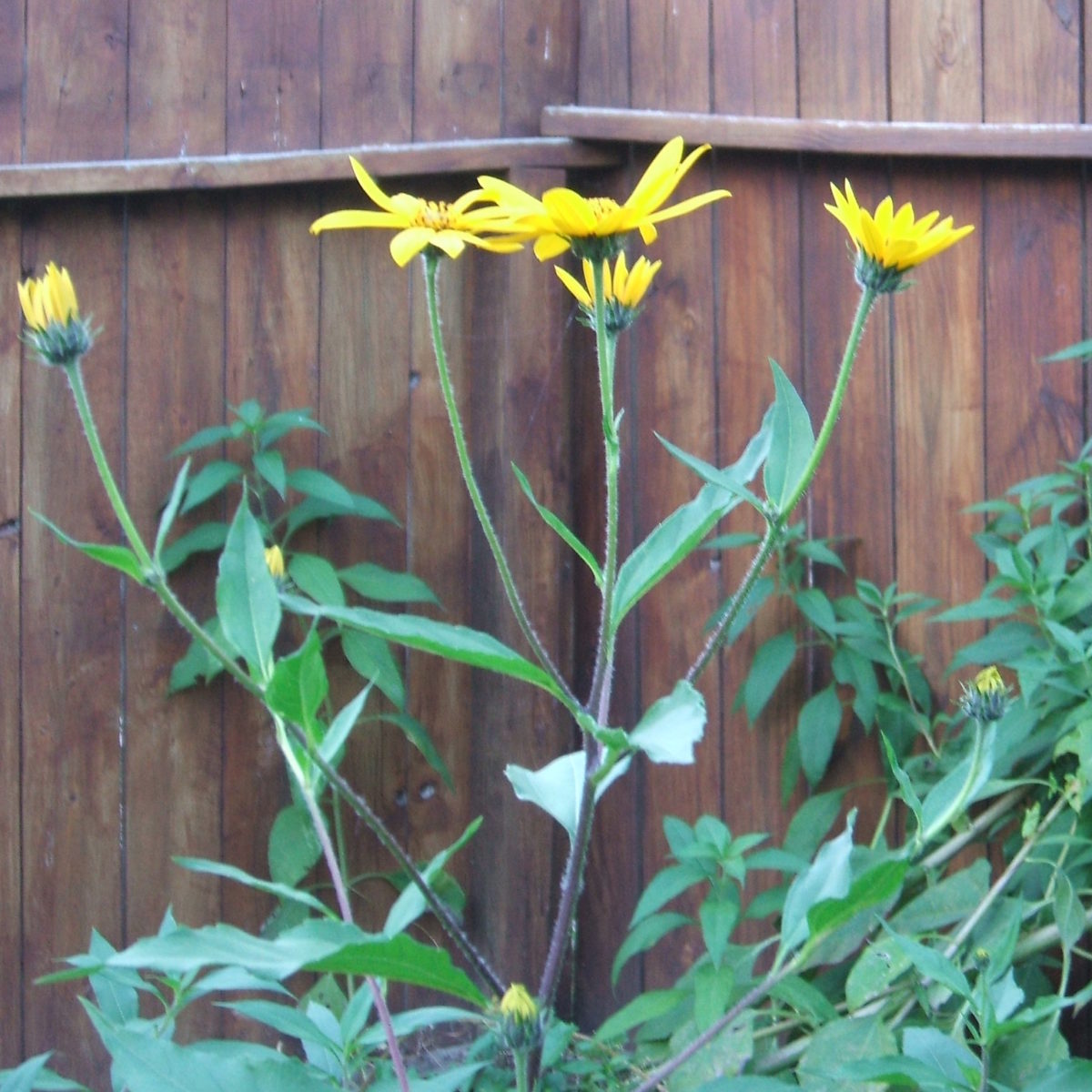 Jerusalem Artichokes Harvard Review