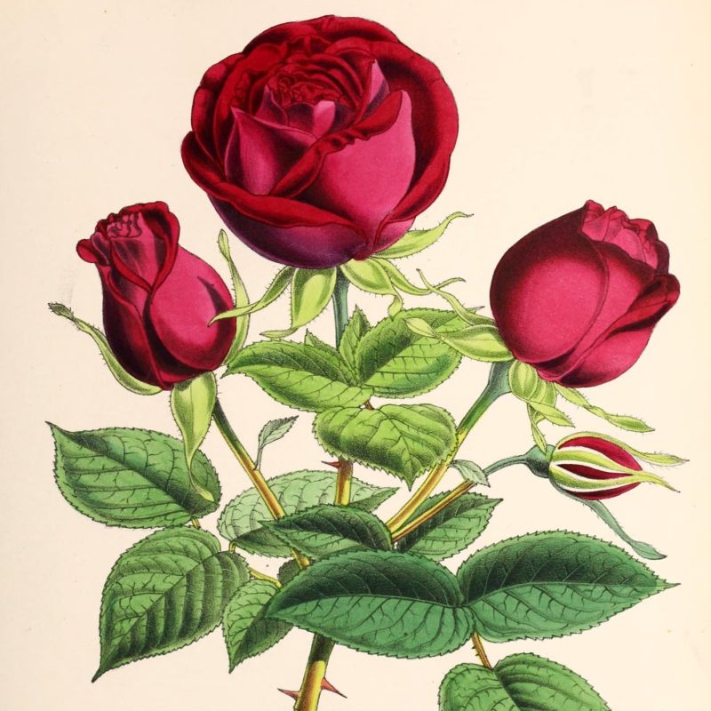 Gather, Girls, the Roses Harvard Review