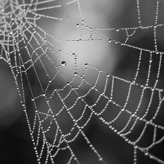 spiderweb