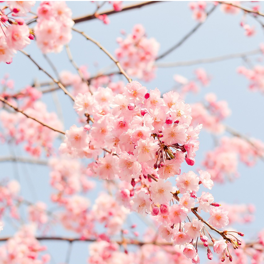 cherry blossoms