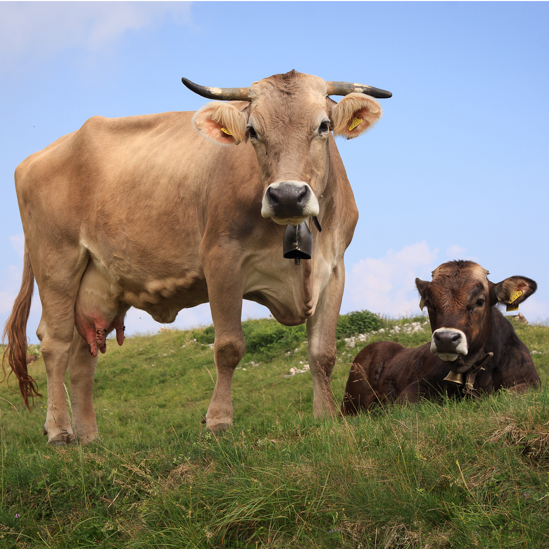 cows at ease