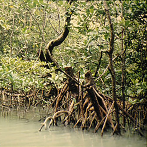 Mangrove swamp