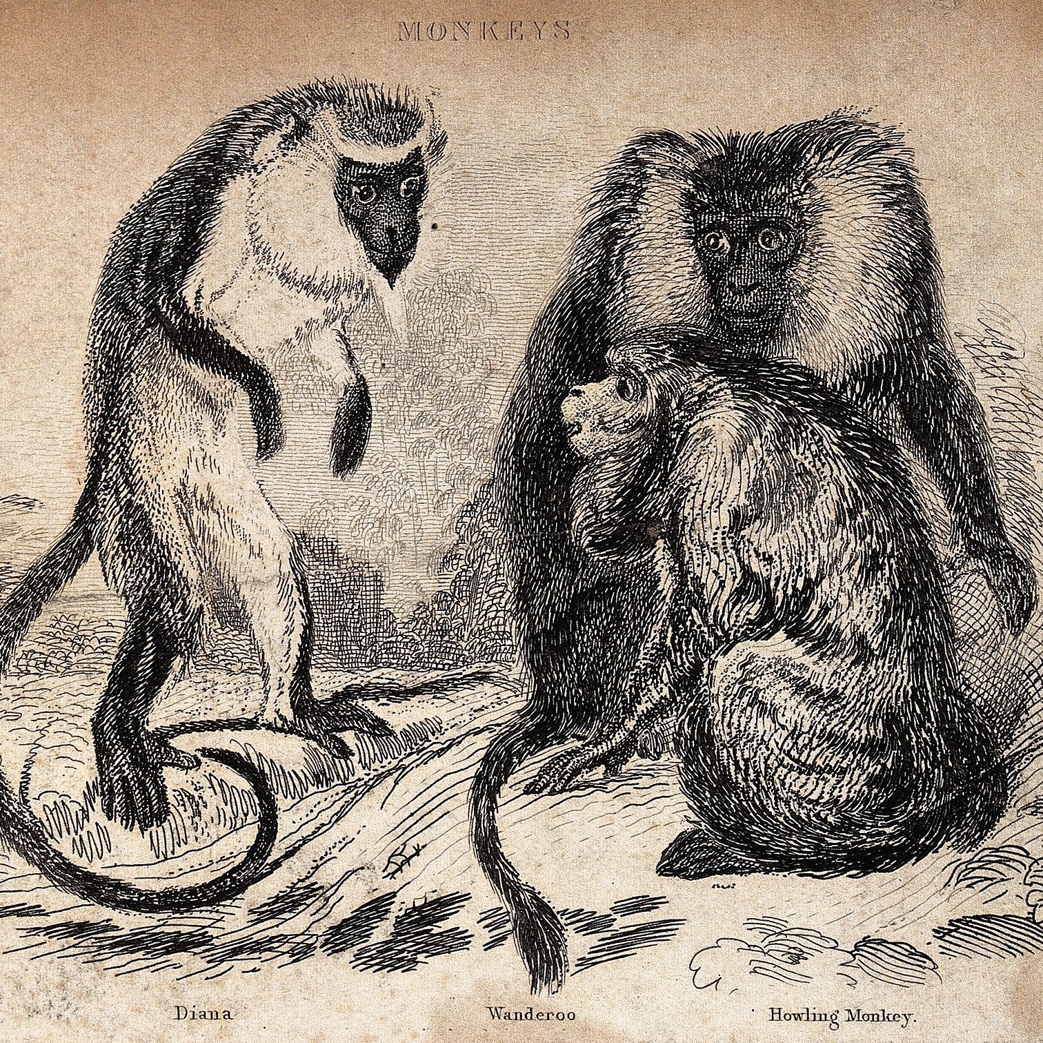 howler monkeys