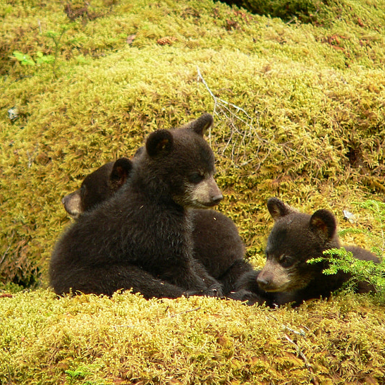 bear cubs