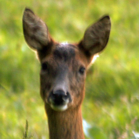 deer